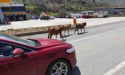 Sason'da kontrolsüz büyükbaş hayvanlar trafiği tehlikeye atıyor