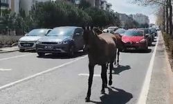 Şehirde başıboş atlar trafikte kaosa yol açtı