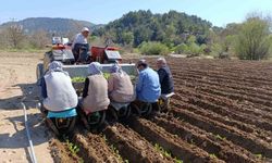 Selendi'de tütün dikim dönemi başladı