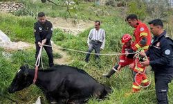 Seydikemer'de mahsur kalan inek itfaiye tarafından kurtarıldı