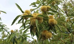 Sinop kestanesi tehdit altında: Gal arısı arıcılığı ve üretimi etkiliyor