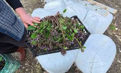 Sinop'ta Baharın Tadını Çıkaran Zılbıt Pazarlarda Büyük İlgi Görüyor