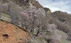 Şırnak'ta Badem Ağaçları Baharı Karşılıyor