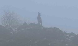 Sisli havada dağ keçileri büyüleyici manzaralar sundu