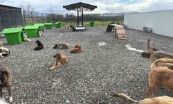 Sokak Hayvanları Doğal Ortamlarına Kavuştu