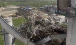 Sokak lambaları kuşlara ev sahipliği yapıyor