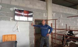 Süt verimi için Adana'dan yenilikçi uygulama