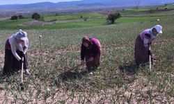 Taşköprü sarımsağı tarlalarında zararlı ot temizliği devam ediyor