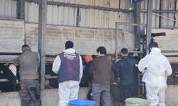 Tekirdağ'da ithal damızlık hayvanlar için sağlık taraması başlatıldı