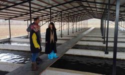 Tercan'daki Alabalık Üretim Tesisine Denetim Gerçekleştirildi