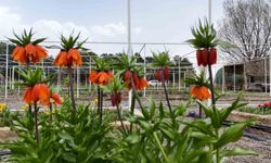 Ters lale koparma cezası 700 bin lira: Yılda 20 gün çiçek açıyor