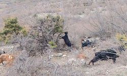 Tokat'ta Yaylada Kışın Soğuğunda Türkülerle Isınan Çoban, Baharı da Türkülerle Karşıladı