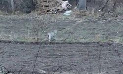Tortum'da nesli tehlikede olan vaşak tespit edildi