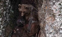 Tunceli'de doğa harikası görüntüler