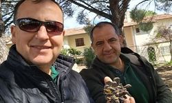 Türkiye çam balı üretiminde dünya birincisi