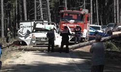 Uludağ'da feci kaza: Kesilen ağaç kamyonetin üstüne düştü: 1 ölü