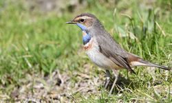 Van Gölü, göçmen kuşların cenneti haline geldi
