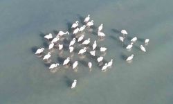 Van Gölü havzasında konukseverlik: Allı turnalar Erçek Gölü'ne ulaştı