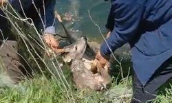 Vatandaşlar sulama kanalına düşen karacayı kurtardı