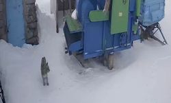 Vlaşak aç kalınca köye indi