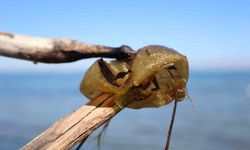 Yalova kıyılarında yeni bir yosun türü tespit edildi