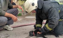Yangında dumandan etkilenen kediyi itfaiye eri kalp masajıyla hayata döndürdü