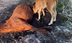 Yavru tay, annesini kaybettikten sonra emmeye çalıştı