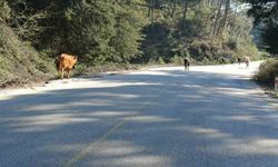 Yem Fiyatlarındaki Artış, Salma Besiciliği Canlandırdı