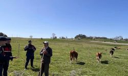 Yenipazar'da hayvan hırsızlığına karşı uyarı yapıldı