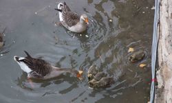 Yeşilırmak Nehri'nde kaz yavruları beslenme saatinde dikkat çekiyor