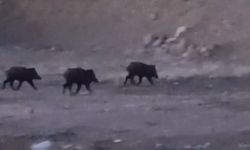 Yüksekova'da yaban domuzları sürü halinde görüntülendi