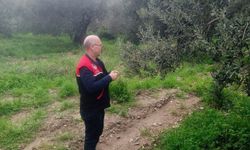 Zeytin güvesine karşı önlemler alındı