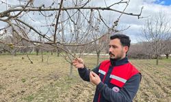 Zirai don riski için meyve bahçelerinde denetimler sürüyor