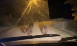 Zonguldak'ta ayılar köyde görüldü