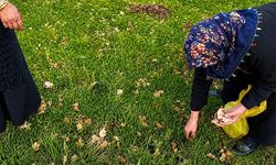 Ağrı'da kadınlar bahar otlarını topluyor