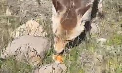 Ahlat'ta bir tilki piknikte insanla buluştu