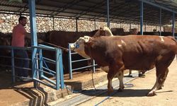 Alanya'da dev dana 1 ton 200 kilogramla 450 bin TL'ye satıldı