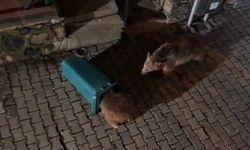 Anne ayı ve yavruları yemek ararken görüntülendi