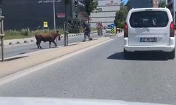 Arnavutköy'de kaçan kurbanlık dana panik yarattı