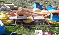 Ayı kovanları parçaladı, kaçarken kameralara yakalandı