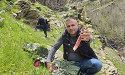 Baharın gelişiyle Bitlis'te 'yayla muzu' coşkusu