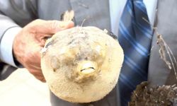 Balıkçı Kenan'dan yaz uyarısı: 'Balon balığı dişleri keskin, dikenleri zehirli'