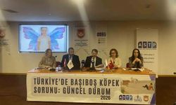 Başıboş köpek mağdurları panelde buluştu
