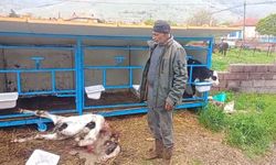 Başıboş köpekler bir buzağıyı öldürdü