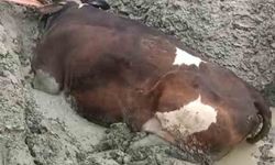Bataklığa saplanan inek iş makinesiyle kurtarıldı