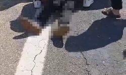 Birecik'te kurbanlık yüklü kamyonet devrildi: 1 ölü, 1 yaralı