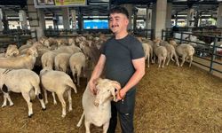 Bursa'daki ilginç 'gergedan boynuzlu' koç büyük ilgi topluyor