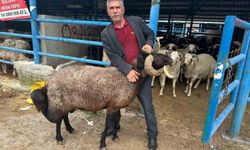 Bursa'daki kurbanlık pazarında yoğun talep