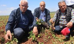Ceviz büyüklüğündeki dolu, Amik Ovası'ndaki tarım ürünlerini vurdu