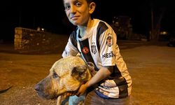 Çoban köpeği Kral, ayı saldırısında Sencar'ı kurtardı